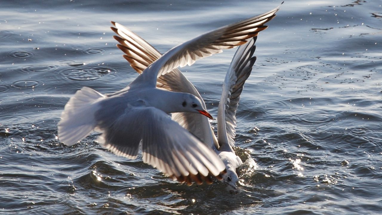 Wallpaper gulls, birds, flying, water, sea