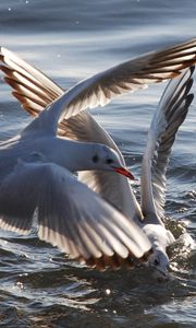 Preview wallpaper gulls, birds, flying, water, sea