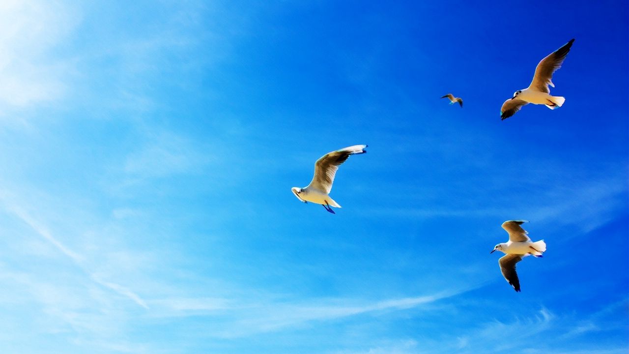 Wallpaper gulls, blue sky, flying