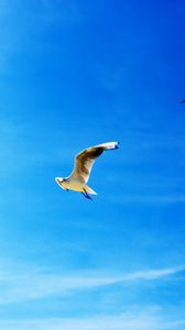Preview wallpaper gulls, blue sky, flying