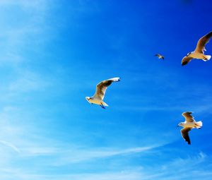 Preview wallpaper gulls, blue sky, flying