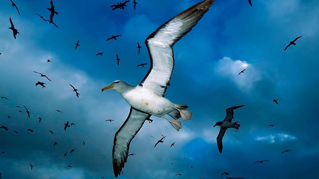 Wallpaper gulls, flock, sky, clouds, birds, sea