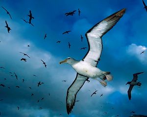 Preview wallpaper gulls, flock, sky, clouds, birds, sea