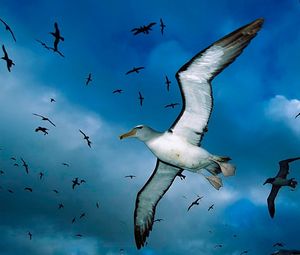 Preview wallpaper gulls, flock, sky, clouds, birds, sea