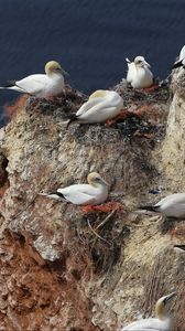 Preview wallpaper gulls, nest, rock