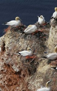Preview wallpaper gulls, nest, rock