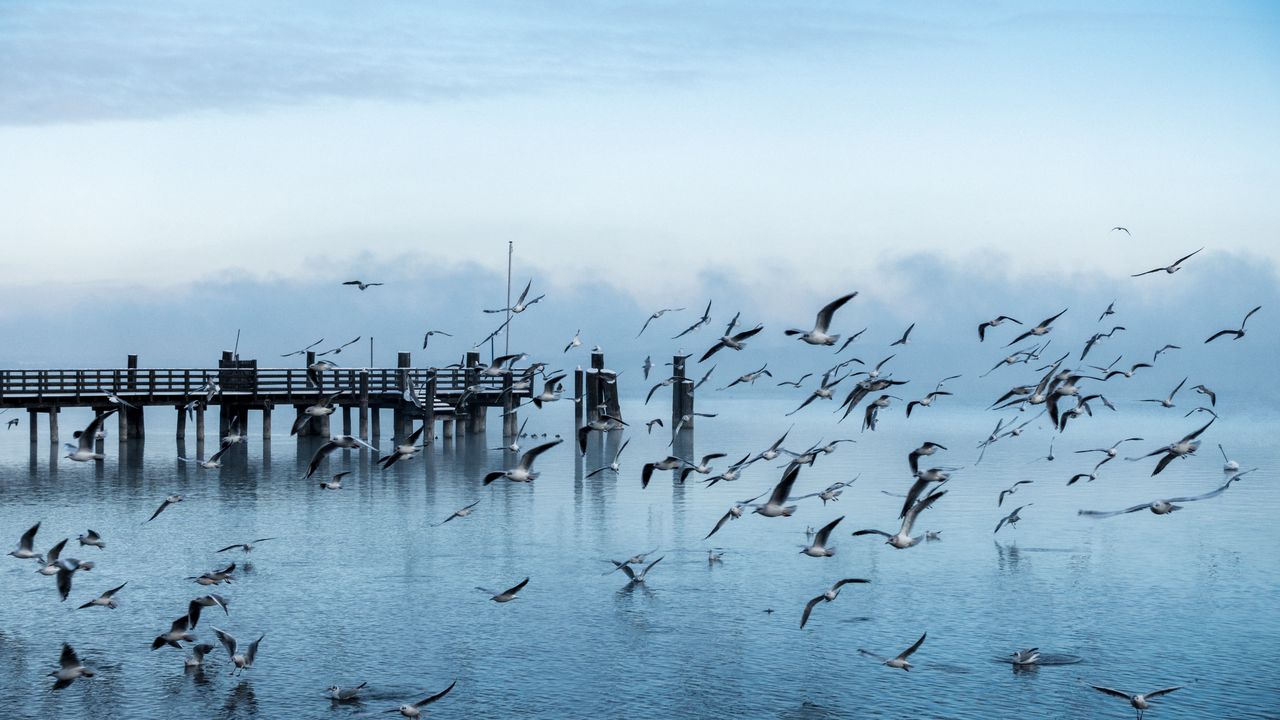 Wallpaper gulls, pier, sea, flight