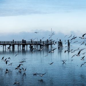 Preview wallpaper gulls, pier, sea, flight