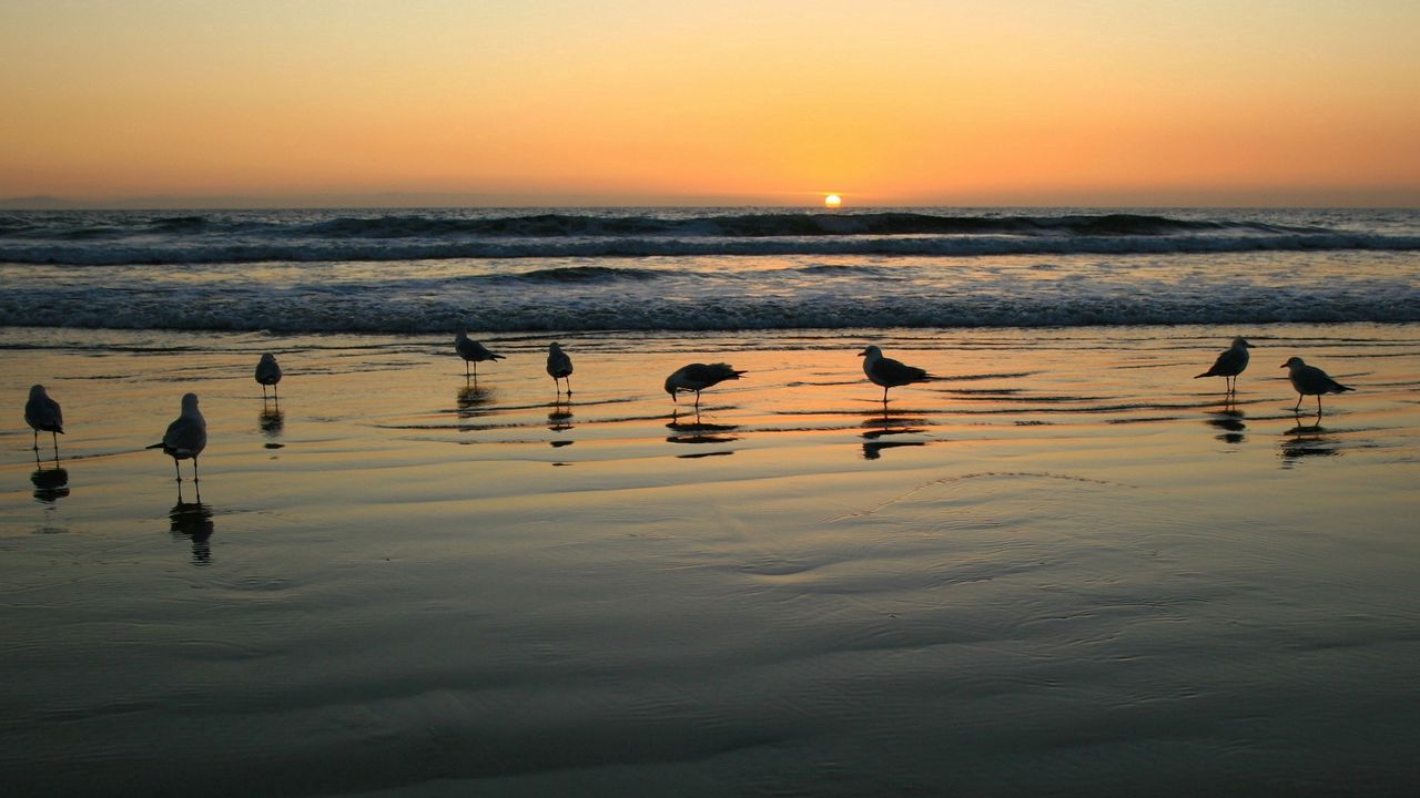 Wallpaper gulls, sea, sunset, light