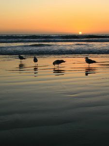 Preview wallpaper gulls, sea, sunset, light