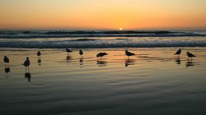 Preview wallpaper gulls, sea, sunset, light