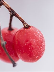 Preview wallpaper gumi, berry, blur, macro, red