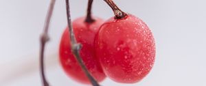 Preview wallpaper gumi, berry, blur, macro, red