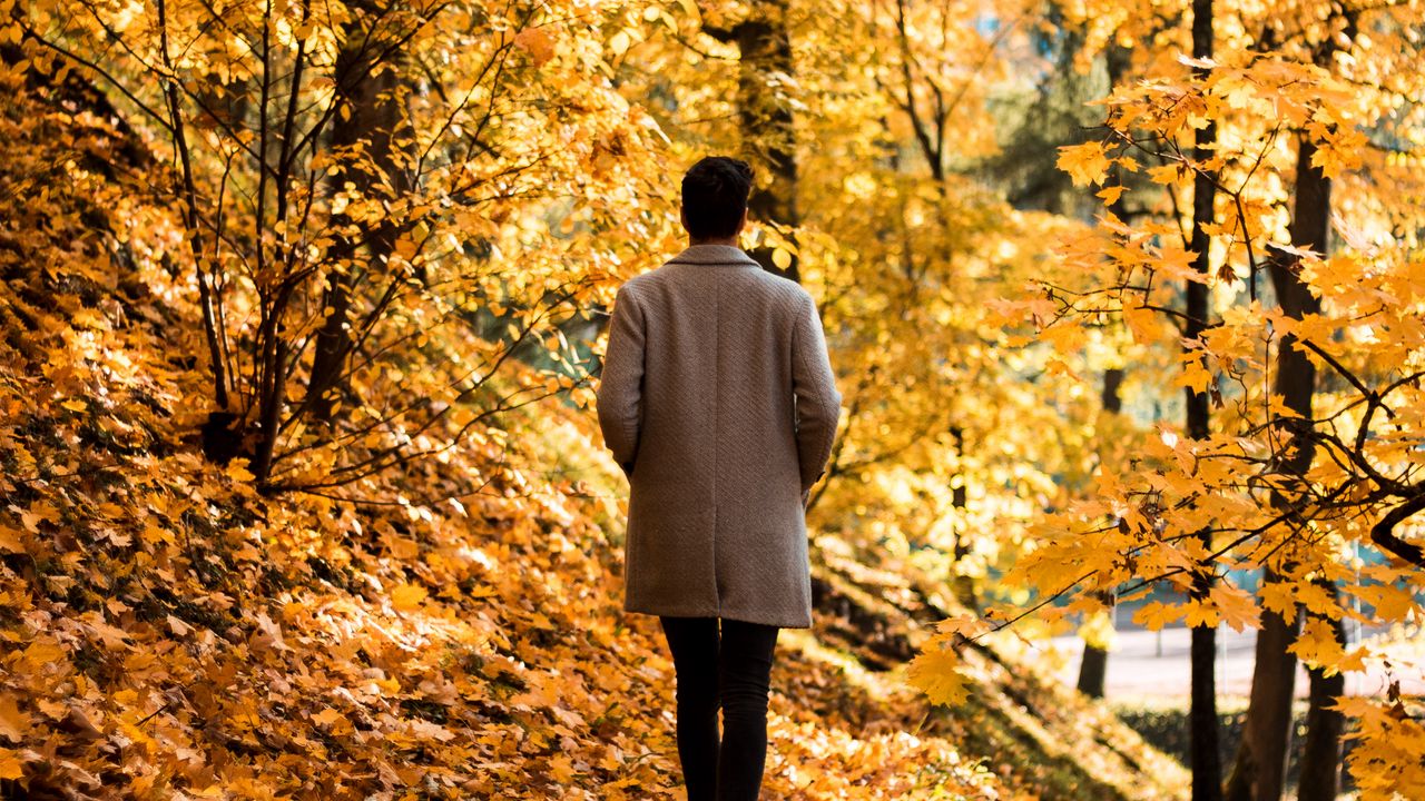 Wallpaper guy, coat, alone, park, trees, leaves, autumn