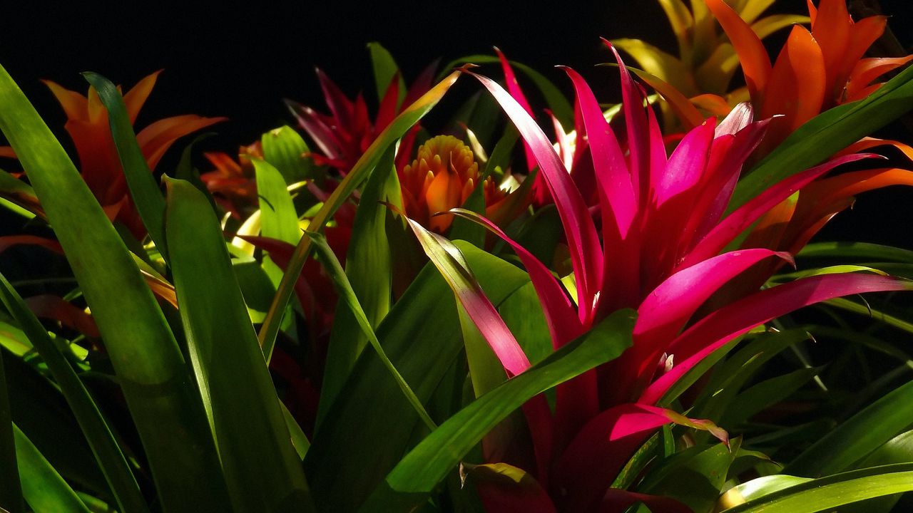 Wallpaper guzmania, flower, bloom, leaves, black