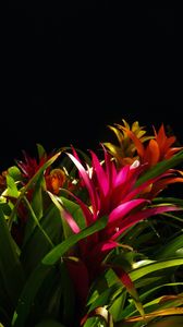 Preview wallpaper guzmania, flower, bloom, leaves, black