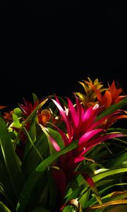 Preview wallpaper guzmania, flower, bloom, leaves, black