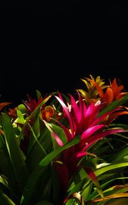 Preview wallpaper guzmania, flower, bloom, leaves, black