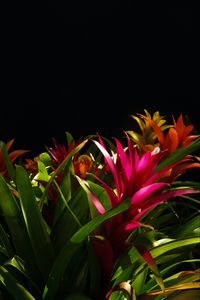 Preview wallpaper guzmania, flower, bloom, leaves, black