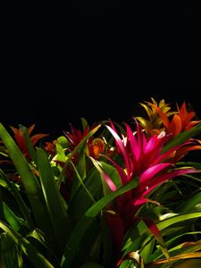 Preview wallpaper guzmania, flower, bloom, leaves, black