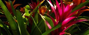 Preview wallpaper guzmania, flower, bloom, leaves, black