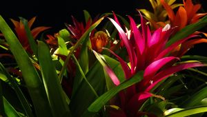 Preview wallpaper guzmania, flower, bloom, leaves, black