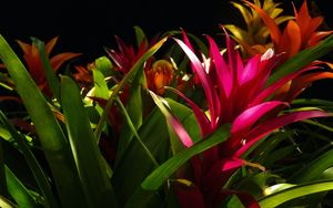 Preview wallpaper guzmania, flower, bloom, leaves, black