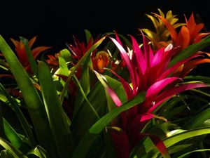 Preview wallpaper guzmania, flower, bloom, leaves, black