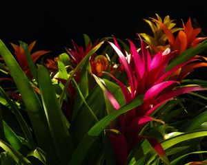 Preview wallpaper guzmania, flower, bloom, leaves, black