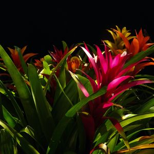 Preview wallpaper guzmania, flower, bloom, leaves, black