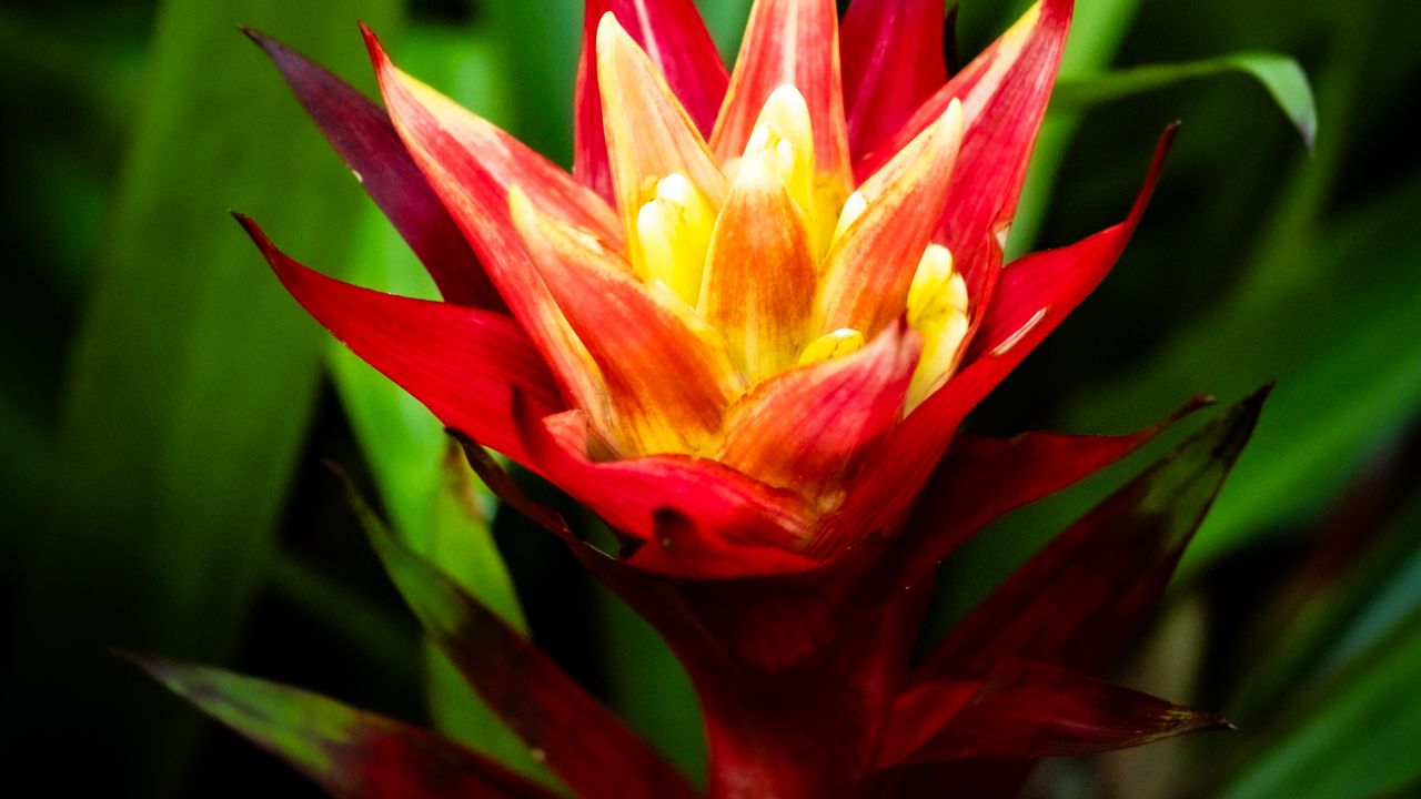 Wallpaper guzmania, flowers, petals, red, green, macro