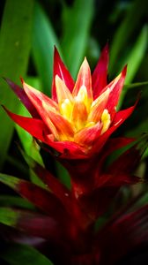 Preview wallpaper guzmania, flowers, petals, red, green, macro