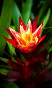 Preview wallpaper guzmania, flowers, petals, red, green, macro