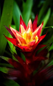 Preview wallpaper guzmania, flowers, petals, red, green, macro