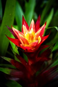 Preview wallpaper guzmania, flowers, petals, red, green, macro