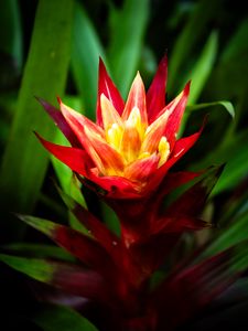 Preview wallpaper guzmania, flowers, petals, red, green, macro