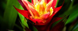 Preview wallpaper guzmania, flowers, petals, red, green, macro