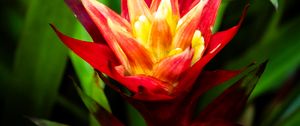 Preview wallpaper guzmania, flowers, petals, red, green, macro