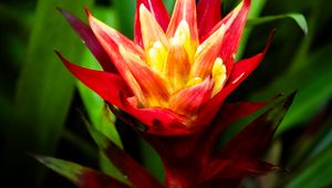 Preview wallpaper guzmania, flowers, petals, red, green, macro