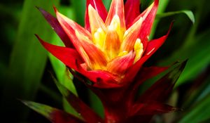 Preview wallpaper guzmania, flowers, petals, red, green, macro