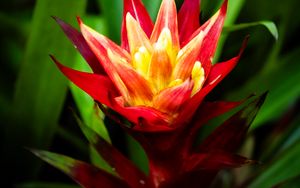 Preview wallpaper guzmania, flowers, petals, red, green, macro