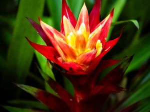 Preview wallpaper guzmania, flowers, petals, red, green, macro