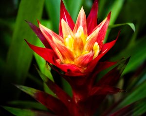 Preview wallpaper guzmania, flowers, petals, red, green, macro