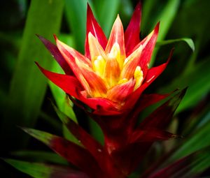 Preview wallpaper guzmania, flowers, petals, red, green, macro