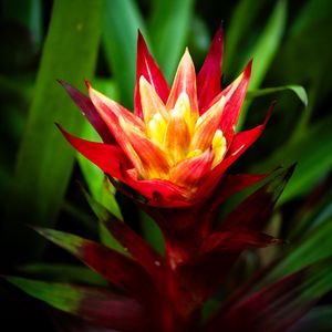 Preview wallpaper guzmania, flowers, petals, red, green, macro
