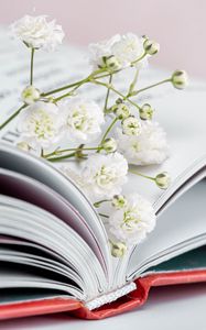 Preview wallpaper gypsophila, flowers, branch, book, pages