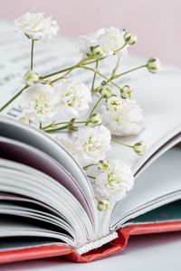 Preview wallpaper gypsophila, flowers, branch, book, pages