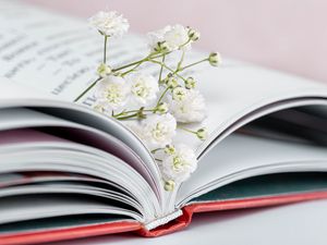 Preview wallpaper gypsophila, flowers, branch, book, pages