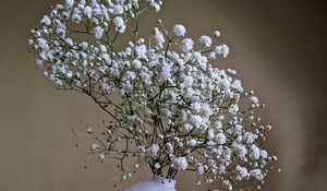 Preview wallpaper gypsophila, flowers, vase, minimalism
