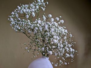Preview wallpaper gypsophila, flowers, vase, minimalism